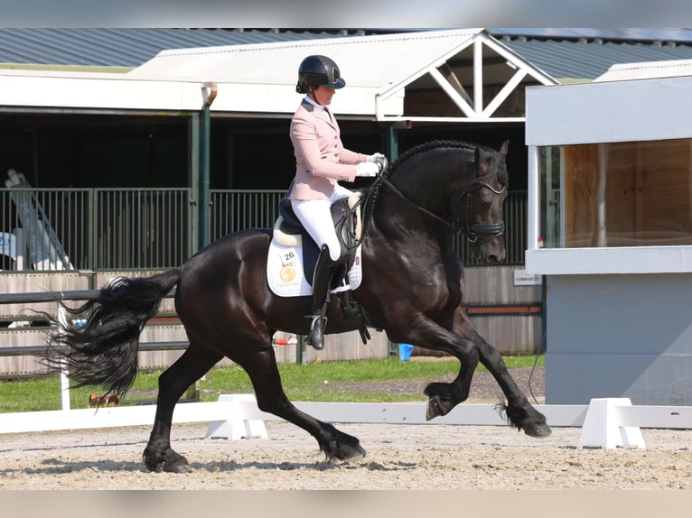 Friesen Hengst 5 Jahre 170 cm Rappe in Harlingen