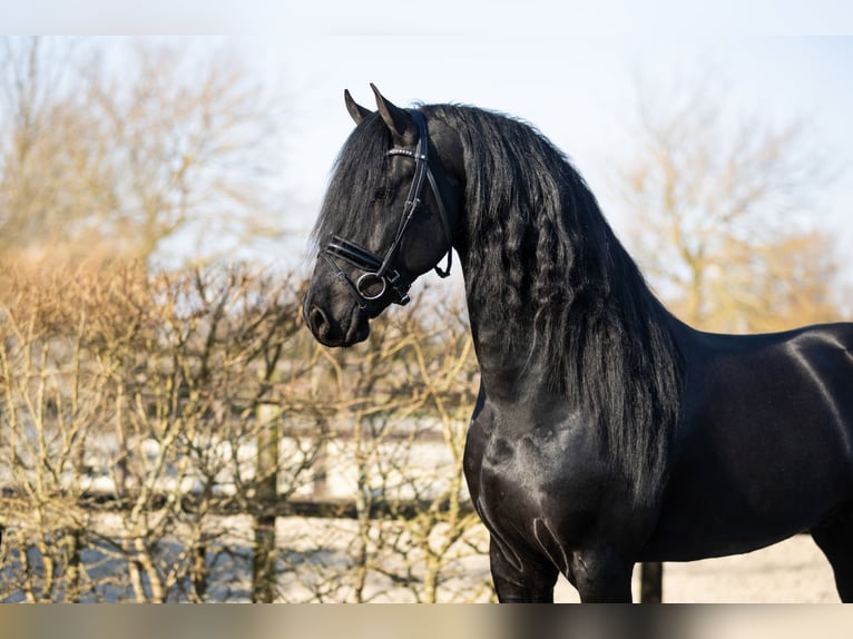 Friesen Hengst 5 Jahre 170 cm Rappe in Harlingen