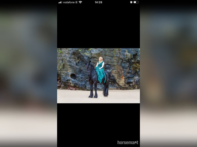 Friesen Hengst 6 Jahre 160 cm Rappe in Tralee