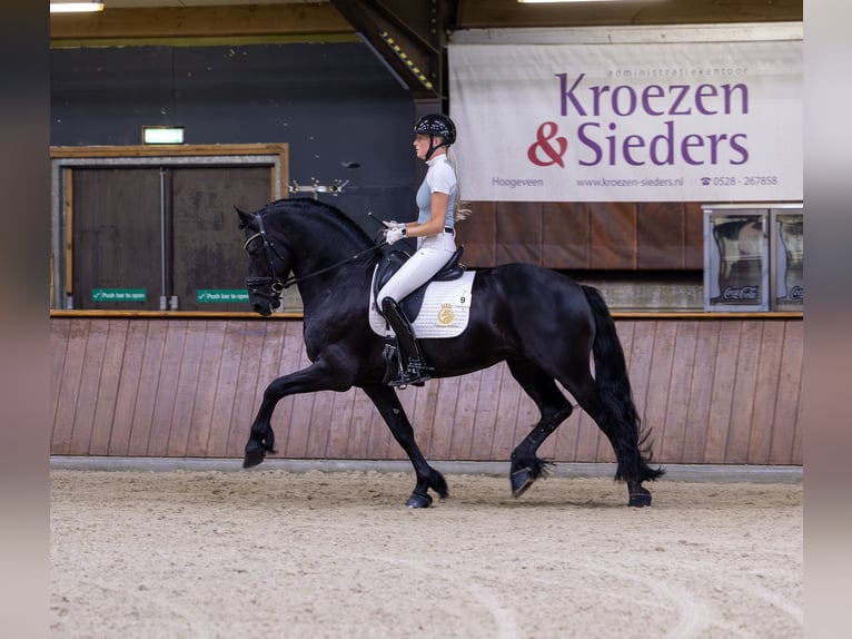 Friesen Hengst 6 Jahre 165 cm in Aalsmeer