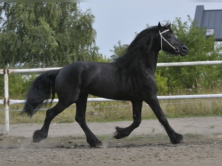 Friesen Hengst 6 Jahre 165 cm Rappe in Lodz