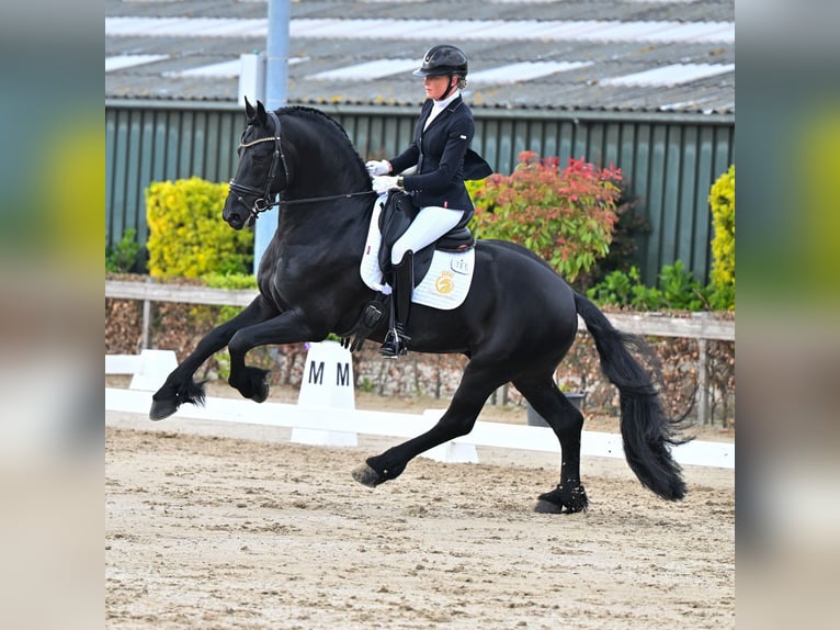 Friesen Hengst 6 Jahre 165 cm Rappe in Aalsmeer