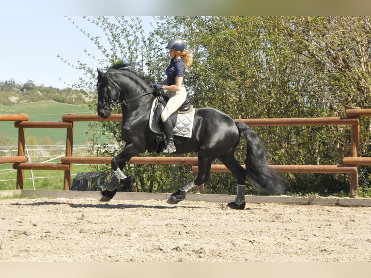 Friesen Hengst 6 Jahre 165 cm Rappe in Ochtendung