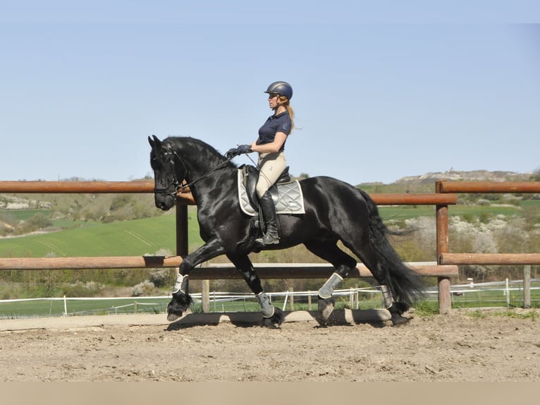 Friesen Hengst 6 Jahre 165 cm Rappe in Ochtendung