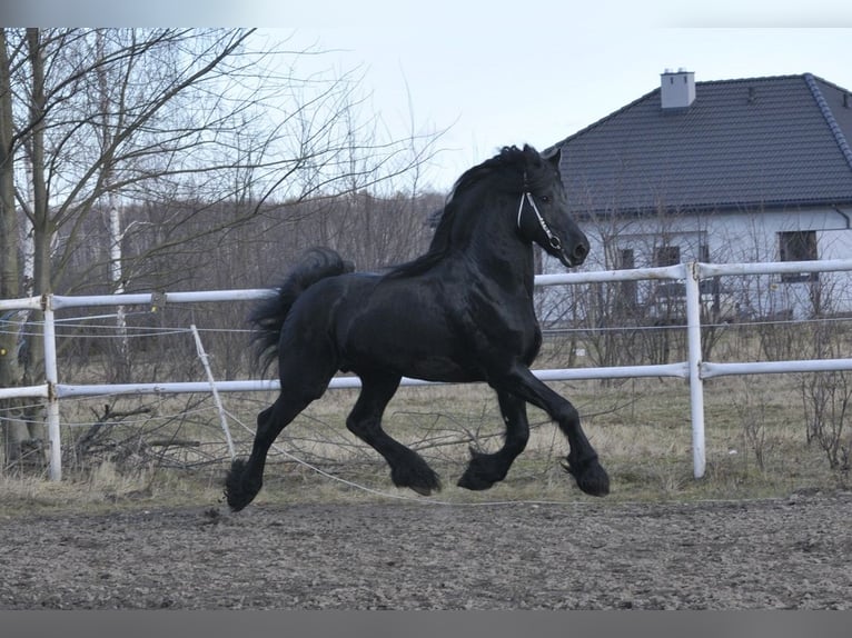 Friesen Hengst 6 Jahre 165 cm Rappe in Łódź