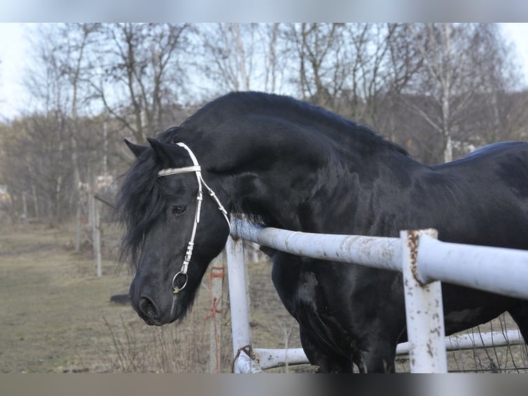 Friesen Hengst 6 Jahre 165 cm Rappe in Łódź