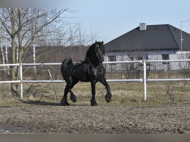 Friesen Hengst 6 Jahre 165 cm Rappe in Łódź