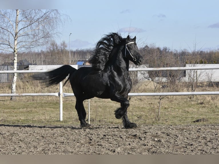 Friesen Hengst 6 Jahre 165 cm Rappe in Łódź