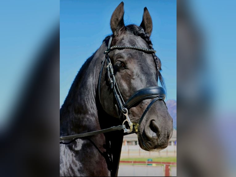 Friesen Hengst 6 Jahre 169 cm Rappe in Reggio Emilia