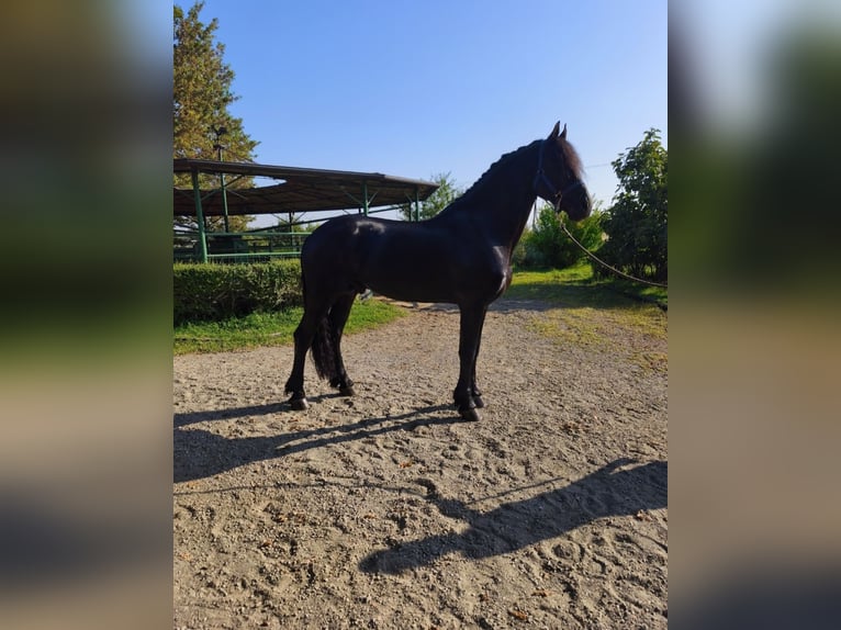 Friesen Hengst 6 Jahre 169 cm Rappe in Reggio Emilia