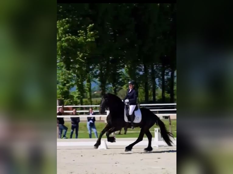 Friesen Hengst 6 Jahre 169 cm Rappe in Reggio Emilia