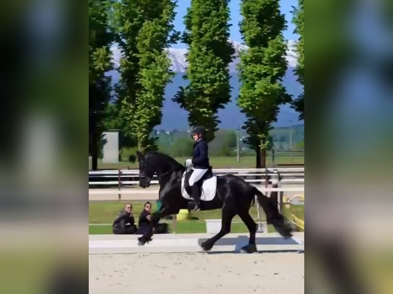 Friesen Hengst 6 Jahre 169 cm Rappe in Reggio Emilia