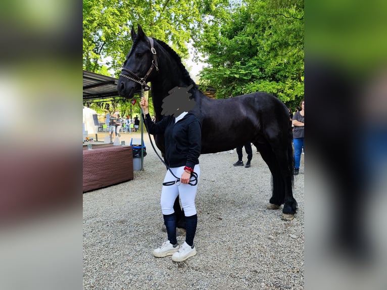 Friesen Hengst 6 Jahre 169 cm Rappe in Reggio Emilia