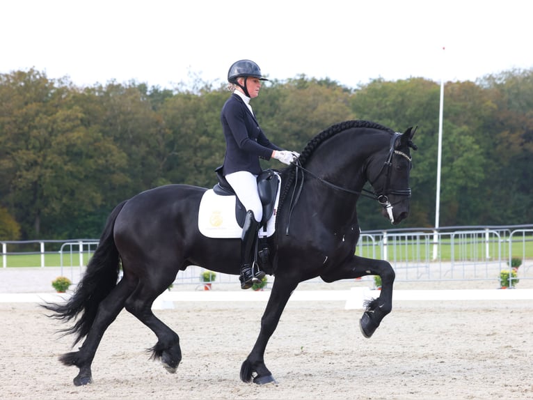 Friesen Hengst 6 Jahre 170 cm Rappe in Aalsmeer