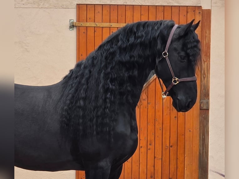 Friesen Hengst 7 Jahre 165 cm Rappe in Ochtendung