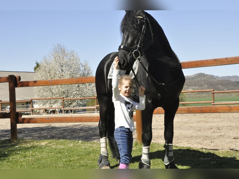 Friesen Hengst 7 Jahre 165 cm Rappe in Ochtendung