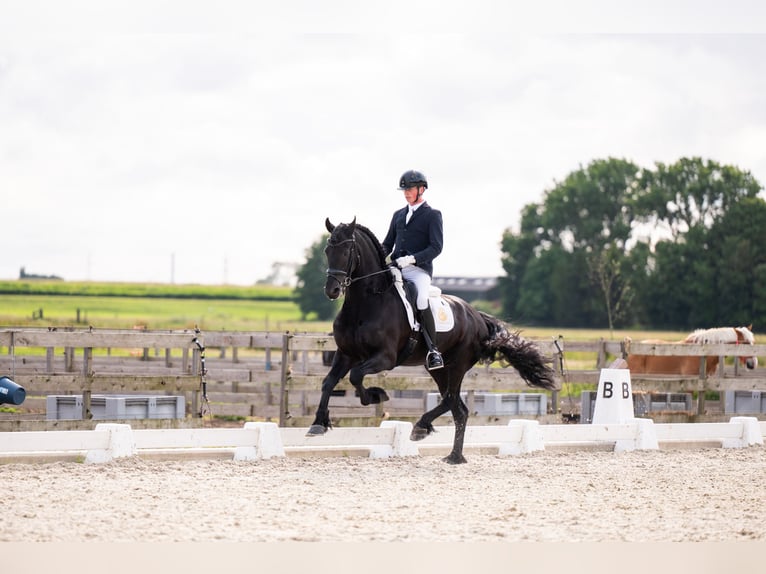 Friesen Hengst 7 Jahre 165 cm Rappe in Vijfhuizen