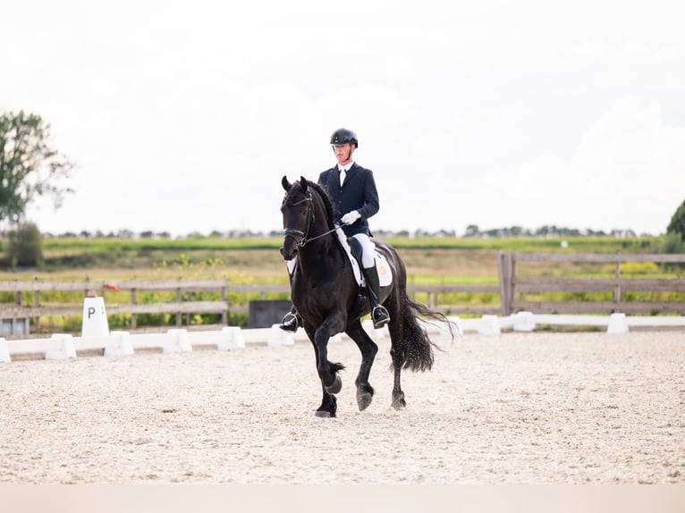 Friesen Hengst 7 Jahre 165 cm Rappe in Vijfhuizen