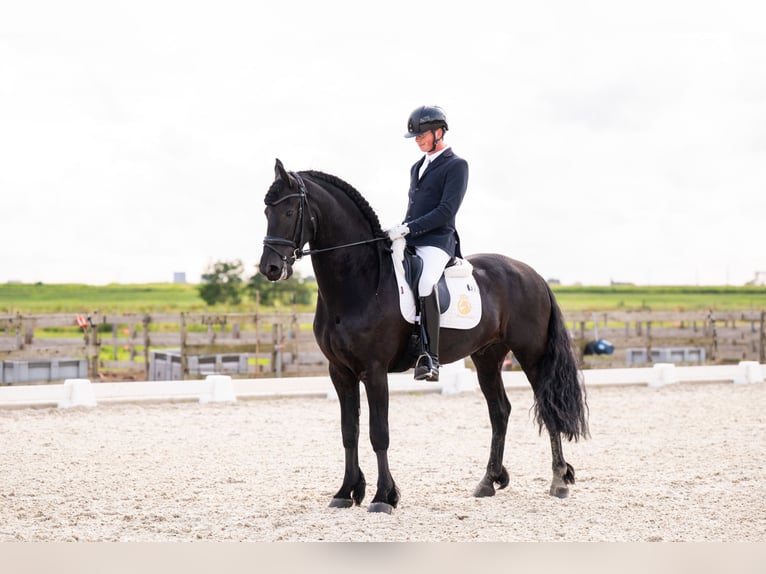 Friesen Hengst 7 Jahre 165 cm Rappe in Vijfhuizen