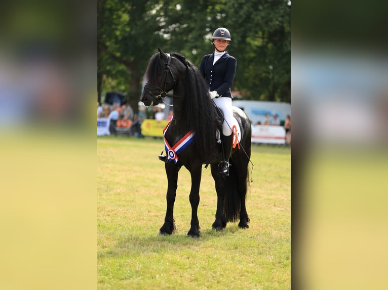 Friesen Hengst 7 Jahre 170 cm Rappe in Wommels