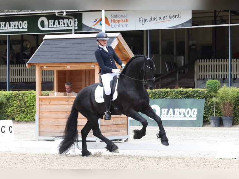 Friesen Hengst 7 Jahre 170 cm Rappe in Wommels