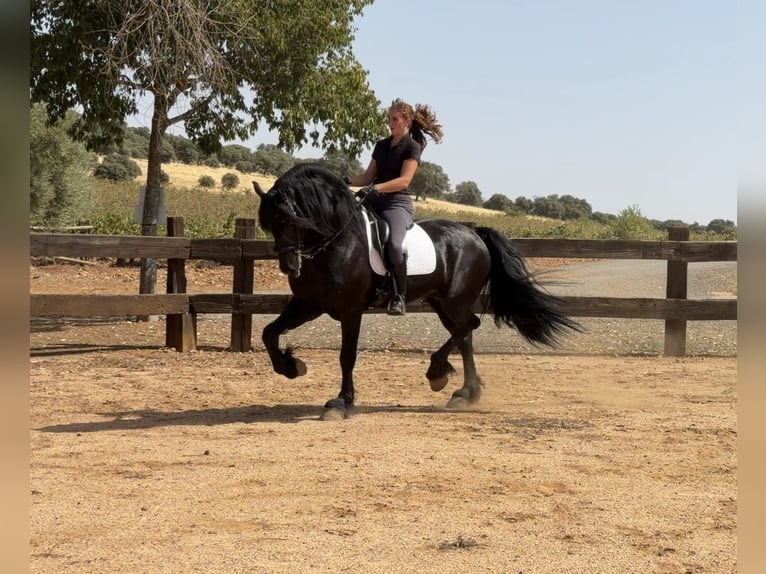 Friesen Hengst 7 Jahre 171 cm Rappe in Córdoba