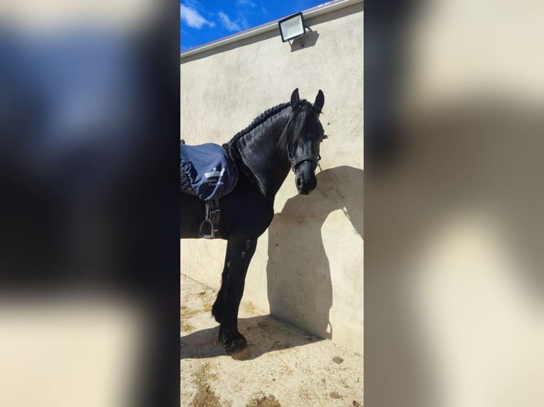 Friesen Hengst 7 Jahre 171 cm Rappe in Ciudad Real