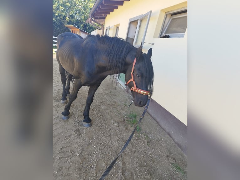 Friesen Mix Hengst 8 Jahre 160 cm Rappe in Feichten an der Alz