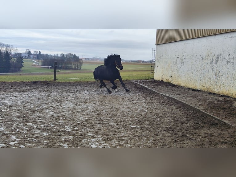 Friesen Mix Hengst 8 Jahre 160 cm Rappe in Feichten an der Alz