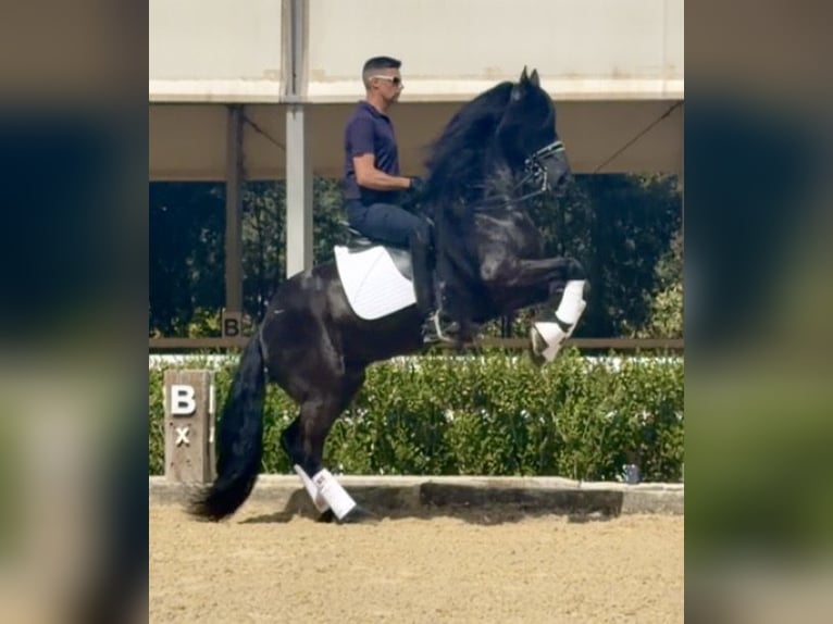 Friesen Hengst 8 Jahre 163 cm Rappe in Malaga