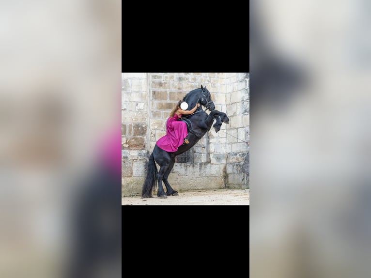 Friesen Hengst 8 Jahre 163 cm Rappe in Courfaivre