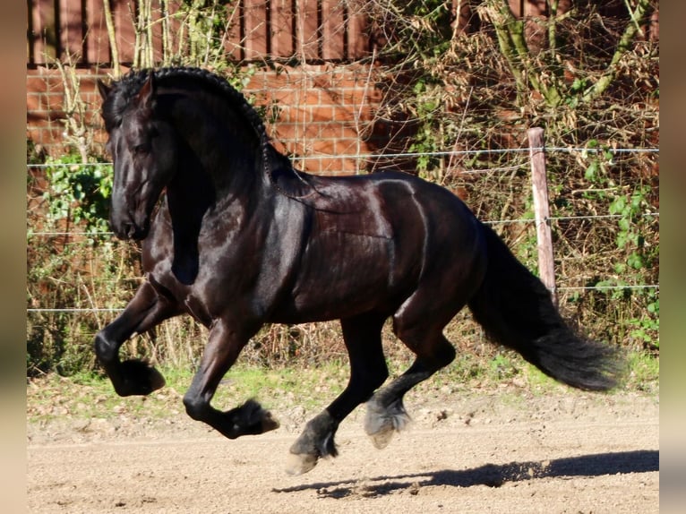 Friesen Hengst 8 Jahre 164 cm Rappe in Kaarst
