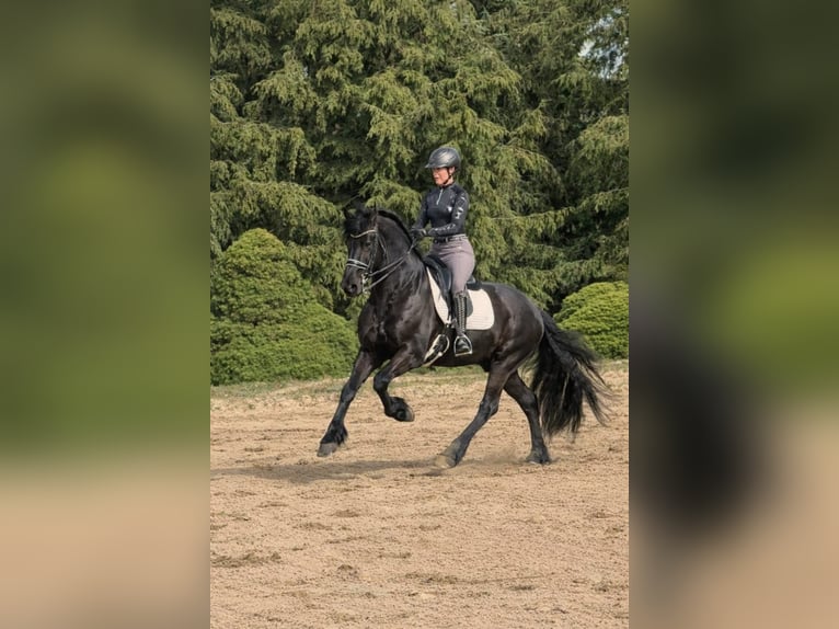 Friesen Hengst 8 Jahre 164 cm Rappe in Kaarst