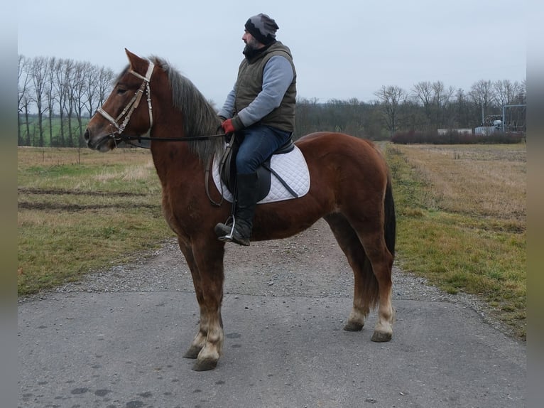 Friesen Hengst 8 Jahre 168 cm Rappe in Buttstädt