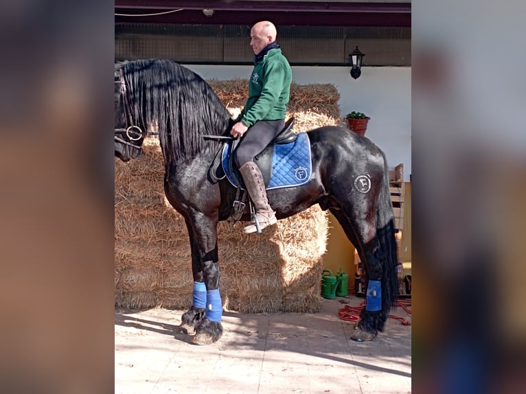 Friesen Hengst 8 Jahre 172 cm Rappe in Madrid