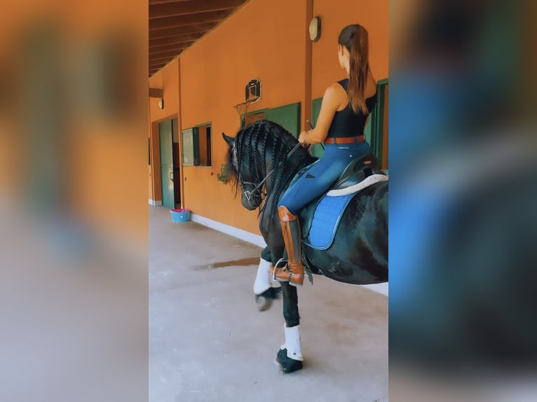 Friesen Hengst 8 Jahre 172 cm Rappe in Bergamo