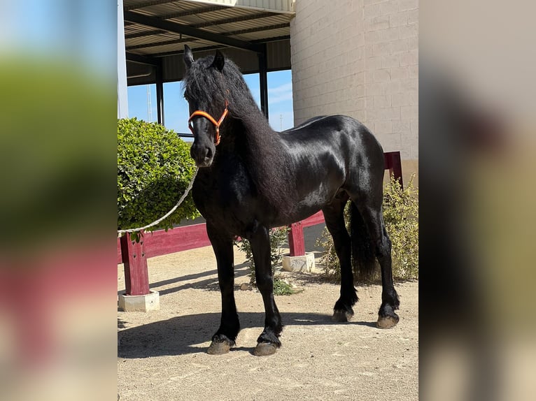 Friesen Hengst 8 Jahre Rappe in La Rinconada