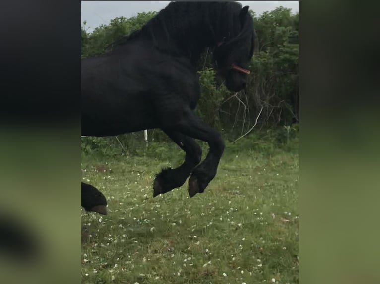 Friesen Hengst 9 Jahre 158 cm Rappe in G&#xF6;rmin