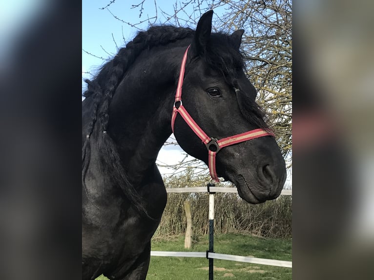 Friesen Hengst 9 Jahre 158 cm Rappe in G&#xF6;rmin