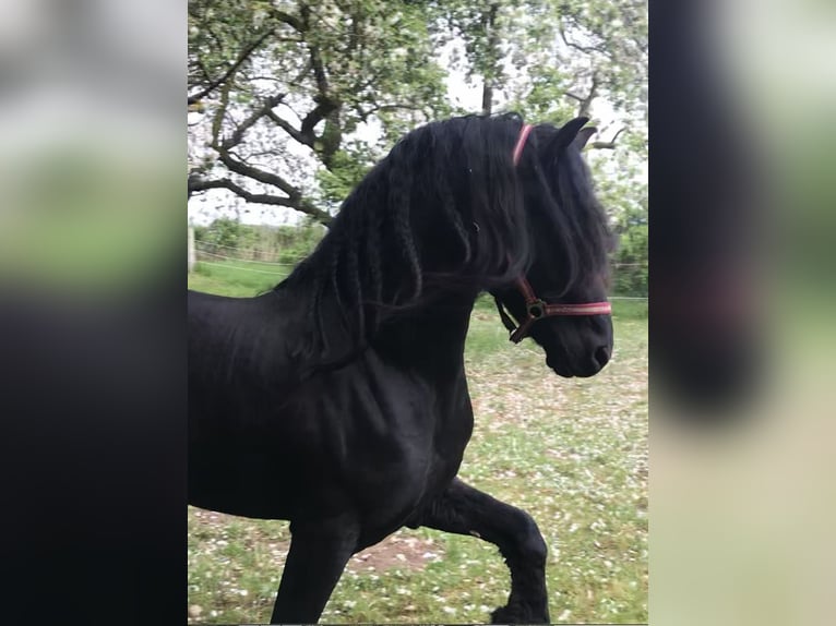 Friesen Hengst 9 Jahre 158 cm Rappe in G&#xF6;rmin
