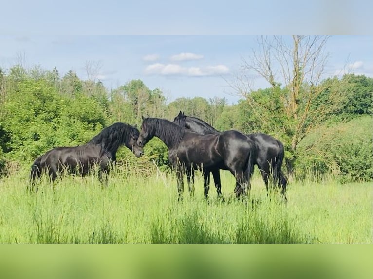 Friesen Hengst 9 Jahre 158 cm Rappe in G&#xF6;rmin