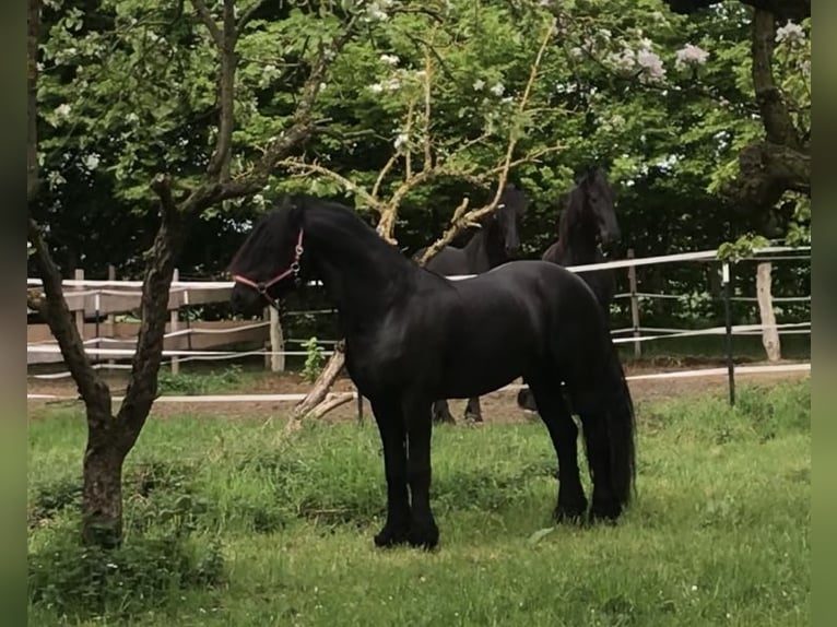 Friesen Hengst 9 Jahre 158 cm Rappe in G&#xF6;rmin