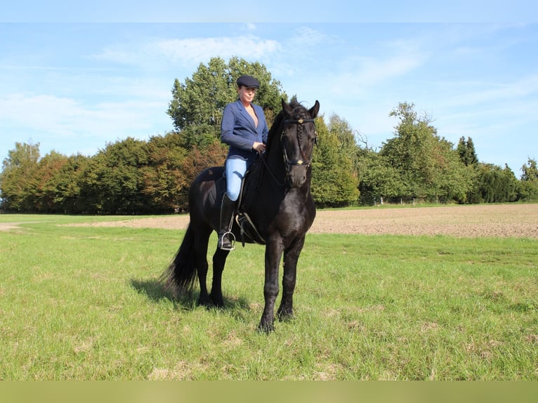 Friesen Hengst 9 Jahre 158 cm Rappe in G&#xF6;rmin