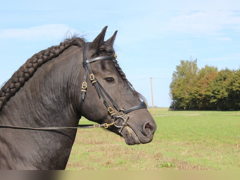 Friesen Hengst 9 Jahre 158 cm Rappe in G&#xF6;rmin
