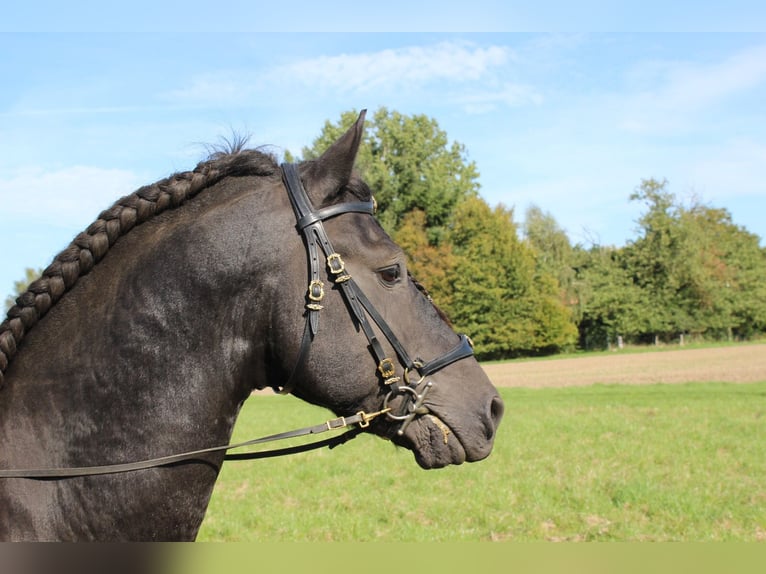 Friesen Hengst 9 Jahre 158 cm Rappe in G&#xF6;rmin