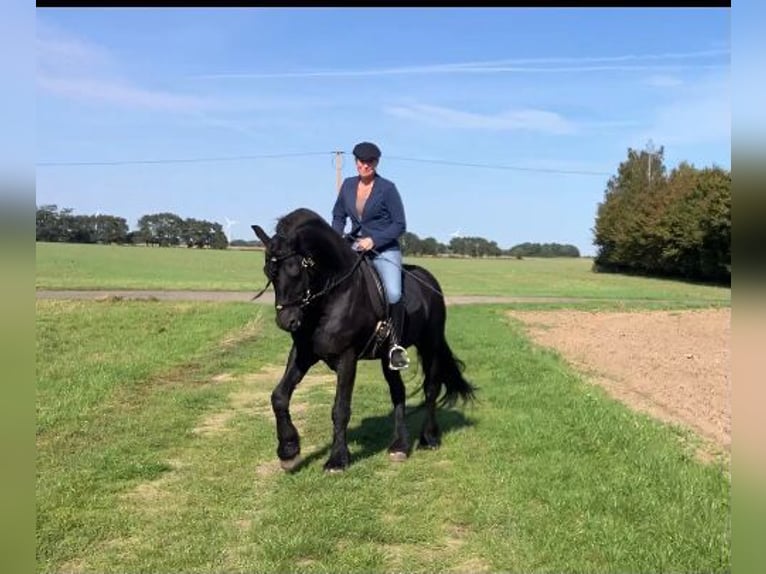 Friesen Hengst 9 Jahre 158 cm Rappe in G&#xF6;rmin