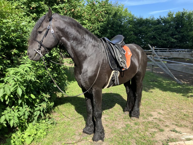 Friesen Hengst 9 Jahre 158 cm Rappe in Rostock