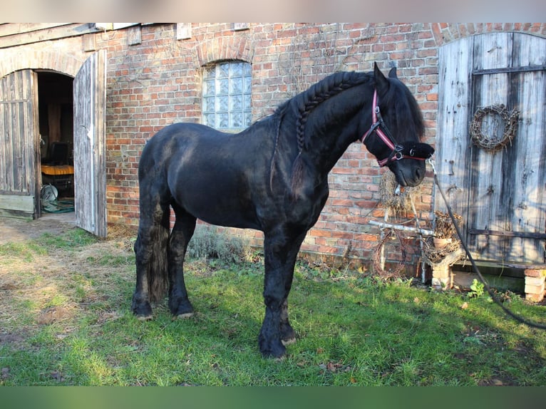 Friesen Hengst 9 Jahre 158 cm Rappe in Rostock