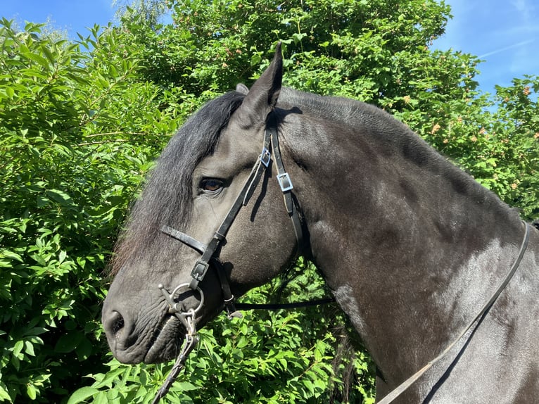Friesen Hengst 9 Jahre 158 cm Rappe in Rostock