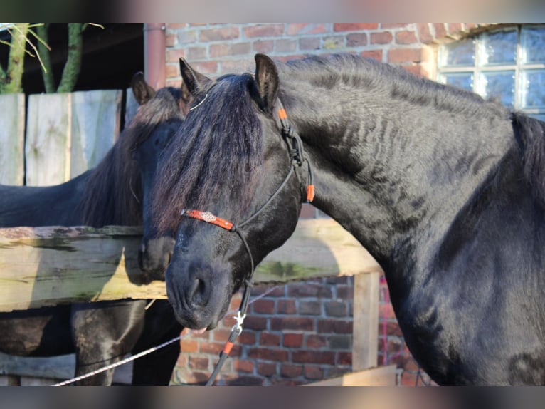 Friesen Hengst 9 Jahre 158 cm Rappe in Rostock